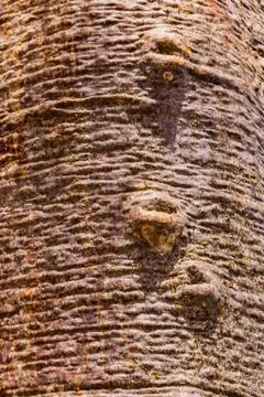 Trunk of the baobab Stock Photos