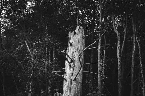 Trunk of bare tree in the middle of the forest Stock Photos