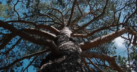 Trunk bark and branches of a coniferous tree Stock Footage 136560318