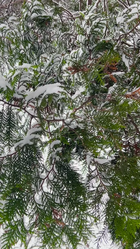 Trunk, bark and branches of a Thuja occidentalis tree covered in snow in a park  動画素材 321844666