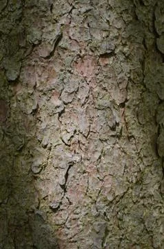Trunk bark of pine Stock Photos
