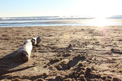 A trunk on a beach Stock Photos