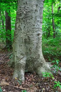 The trunk of a beech tree Stock Photos