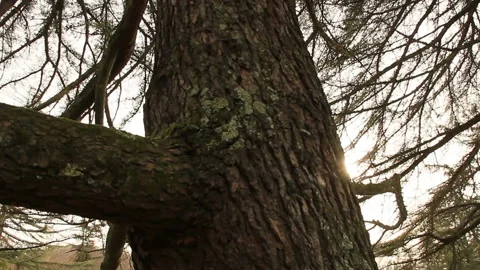 Trunk of big tree 스톡 동영상 125023576