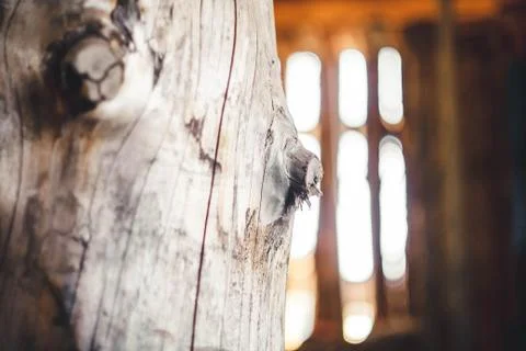 Trunk of a big tree Stock Photos