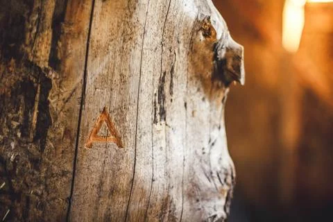 Trunk of a big tree Stock Photos