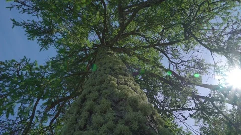 A trunk of the big tree with small grasses on it Stock Footage 93831069