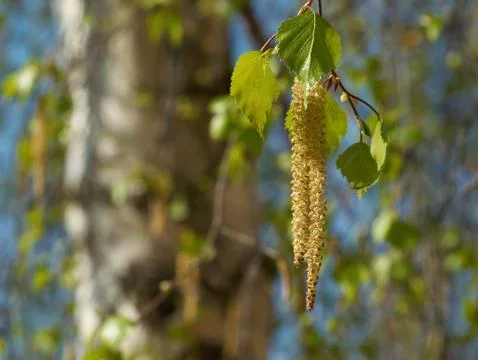 Trunk of birch with aments in the foreground Stock Photos