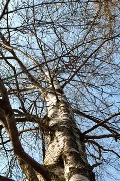 Trunk of a birch and branches without leaves against a background of a bright Stock Photos
