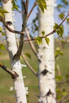 The trunk of a birch on a background of another birch Stock Photos