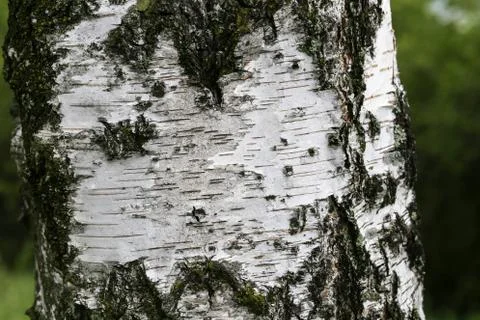 The trunk of a birch on a background of foliage Stock Photos