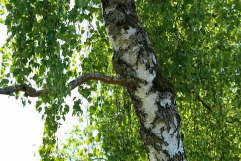 The trunk of a birch on a background of foliage Stock Photos