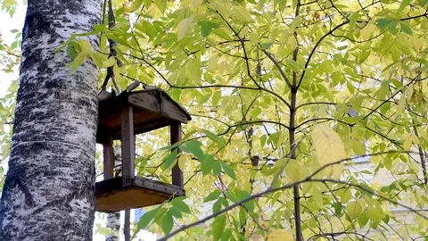 On the trunk of a birch bird feeder is fixed . Autumn yellow leaves Stock Footage 102927185