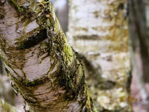 Trunk of a birch close up, the bark of the tree is peeling and sloughing off Stock Photos