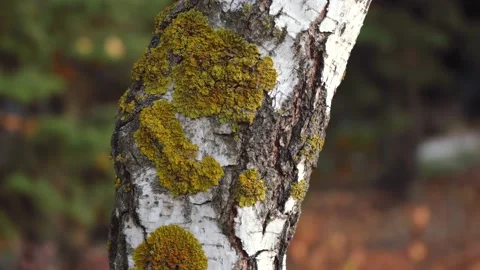 Trunk of a birch close up Stock Footage 142349450