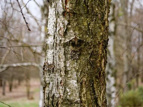 Trunk of a birch close up, tree bark Stock Photos