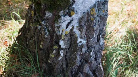 Trunk of a birch in the closeup Stock Footage 116658995