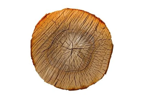 The trunk of the birch is isolated on a white background. round slice of wood Stock Photos