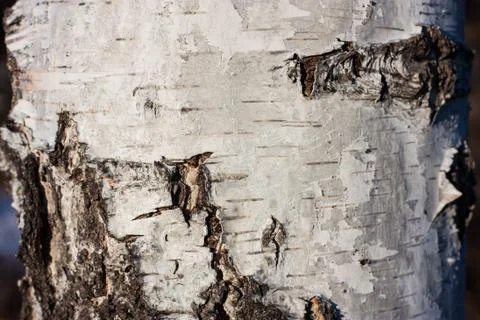 The trunk of a birch Foto stock