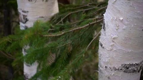 Trunk of birch with spruce branches. Birch grows in a coniferous forest Stock Footage 81029518