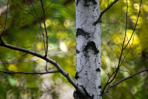The trunk of a birch tree, bark of tree Stock Photos