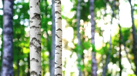 Trunk of birch tree on beautiful summer day Stock Footage 60061834