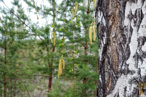 The trunk of a birch tree, branches with seeds are visible. Stock Photos