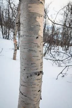 Trunk of a birch tree in a forest Stock Photos
