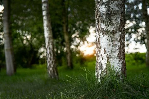 The trunk of a birch tree in the forest at sunset. Stock Photos