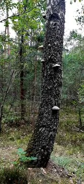 Trunk of a birch tree mushrooms grows polypore, birch bracket, or razor str.. Stock Photos