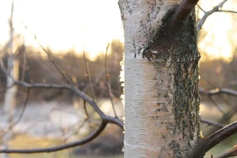 Trunk of a birch tree. Stock Photos