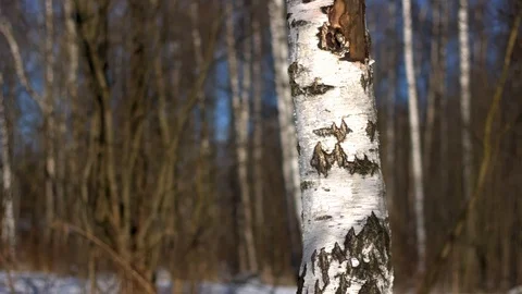 Trunk of birch trees in spring day Stockbeeldmateriaal 127024952