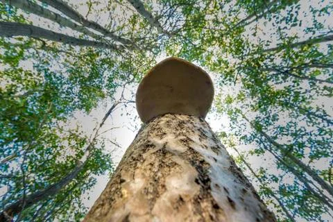 The trunk of the birch is vertically rising in height Fotos Stock
