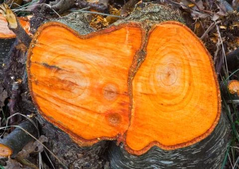 Trunk of Black alder Stock Photos