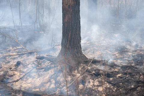 Trunk of a black burnt tree trunk in thick smoke in the forest during fire Stock Photos