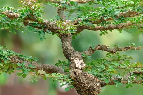 Trunk of bonsai for pattern Stock Photos