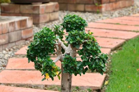 Trunk of bonsai for pattern Stock Photos