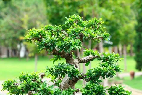 Trunk of bonsai for pattern Stock Photos