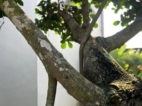 The trunk of the bonsai tree Stock Photos