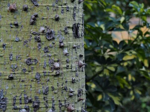 The trunk of the bottle tree on a background of bushes Stock Photos