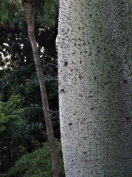The trunk of the bottle tree on a background of bushes Stock Photos