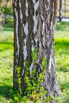 Trunk the bottom of a birch tree growing in the forest. Grunge natural textur Stock Photos
