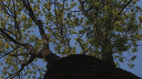 Trunk, branches and leaves of ash-tree Stock Footage 4721494