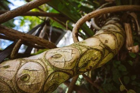 A trunk, branches of creeper tree with circular carving scars, marks. A bend of Stock Photos
