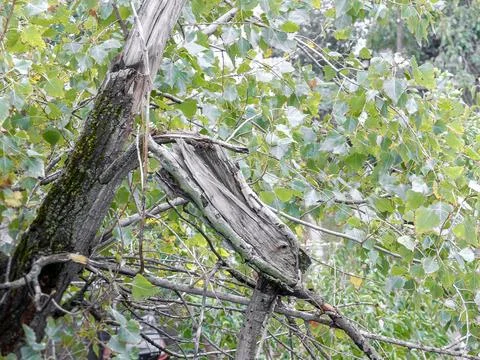 Trunk of a broken dry tree Stock Photos