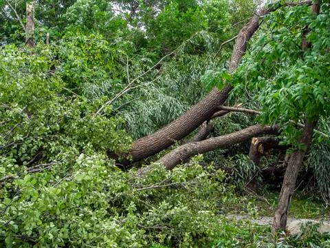 Trunk of a broken tree during a strong wind in the city Stock Photos