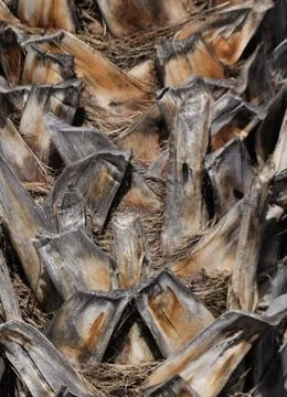 The trunk of the Canary palm tree Stock Photos