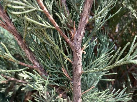 Trunk of cedar macro Stock Photos