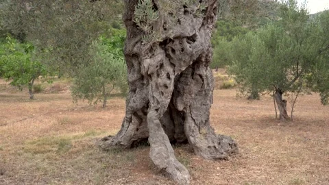 Trunk of a century-old olive Stock Footage 159014391