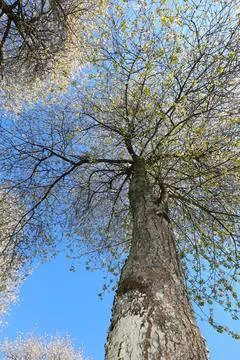 Trunk of the cherry tree with white flowers blooming in spring  seen from bel Stock Photos